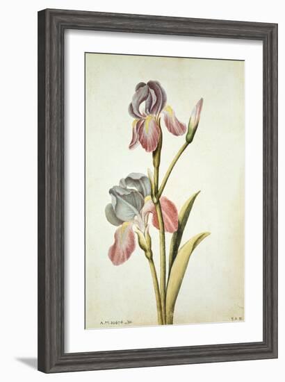 Botanical Study of an Iris-Jacques Le Moyne De Morgues-Framed Giclee Print