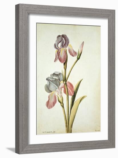 Botanical Study of an Iris-Jacques Le Moyne De Morgues-Framed Giclee Print