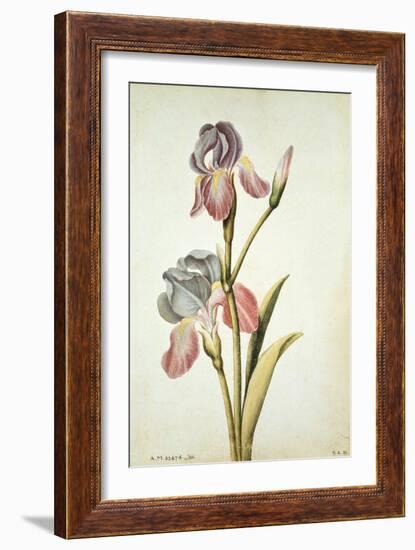 Botanical Study of an Iris-Jacques Le Moyne De Morgues-Framed Giclee Print