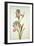 Botanical Study of an Iris-Jacques Le Moyne De Morgues-Framed Giclee Print