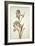 Botanical Study of an Iris-Jacques Le Moyne De Morgues-Framed Giclee Print