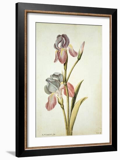 Botanical Study of an Iris-Jacques Le Moyne De Morgues-Framed Giclee Print