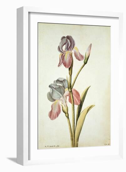 Botanical Study of an Iris-Jacques Le Moyne De Morgues-Framed Giclee Print