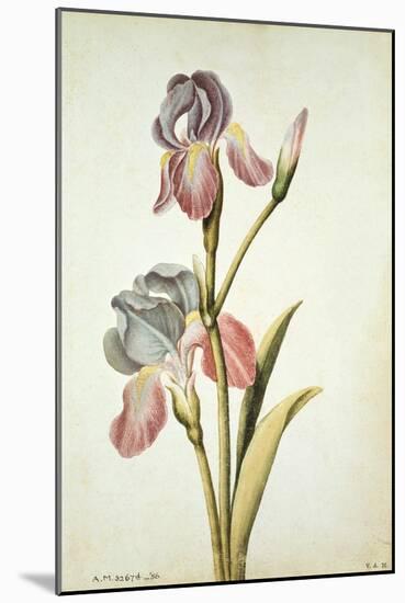 Botanical Study of an Iris-Jacques Le Moyne De Morgues-Mounted Giclee Print