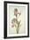 Botanical Study of an Iris-Jacques Le Moyne De Morgues-Framed Giclee Print