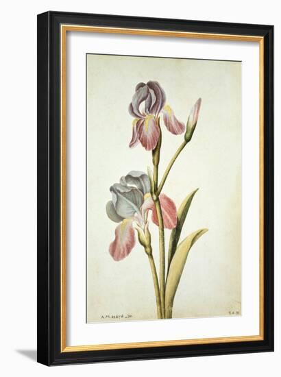 Botanical Study of an Iris-Jacques Le Moyne De Morgues-Framed Giclee Print