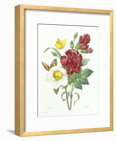 Botanical Study of Hellebore-Pierre-Joseph Redouté-Framed Giclee Print