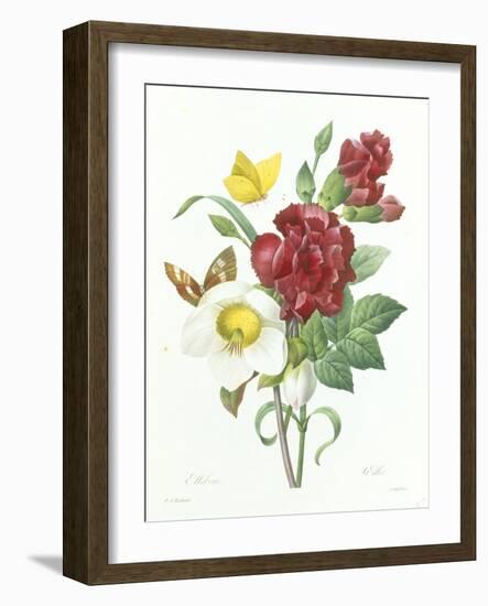 Botanical Study of Hellebore-Pierre-Joseph Redouté-Framed Giclee Print