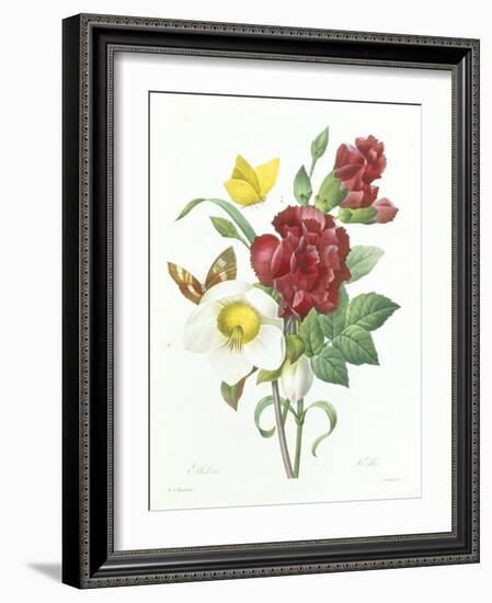 Botanical Study of Hellebore-Pierre-Joseph Redouté-Framed Giclee Print