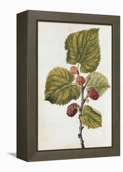 Botanical Study of Mulberry-Jacques Le Moyne De Morgues-Framed Premier Image Canvas