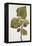 Botanical Study of Mulberry-Jacques Le Moyne De Morgues-Framed Premier Image Canvas
