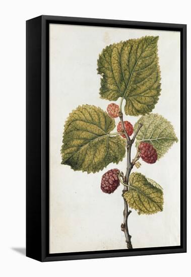 Botanical Study of Mulberry-Jacques Le Moyne De Morgues-Framed Premier Image Canvas