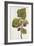 Botanical Study of Mulberry-Jacques Le Moyne De Morgues-Framed Giclee Print