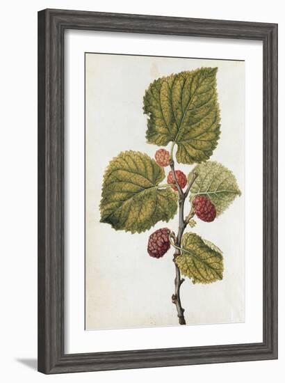 Botanical Study of Mulberry-Jacques Le Moyne De Morgues-Framed Giclee Print