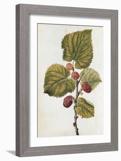 Botanical Study of Mulberry-Jacques Le Moyne De Morgues-Framed Giclee Print