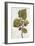 Botanical Study of Mulberry-Jacques Le Moyne De Morgues-Framed Giclee Print