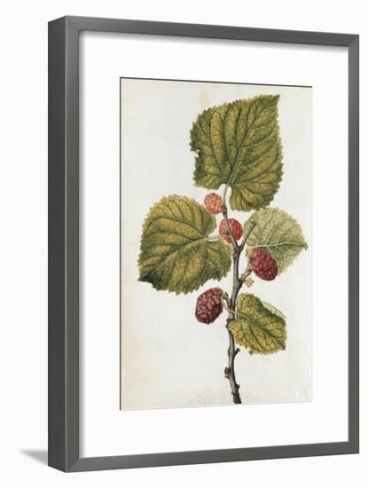 Botanical Study of Mulberry-Jacques Le Moyne De Morgues-Framed Giclee Print