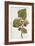 Botanical Study of Mulberry-Jacques Le Moyne De Morgues-Framed Giclee Print