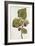 Botanical Study of Mulberry-Jacques Le Moyne De Morgues-Framed Giclee Print