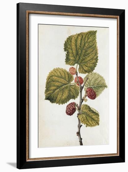 Botanical Study of Mulberry-Jacques Le Moyne De Morgues-Framed Giclee Print