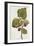 Botanical Study of Mulberry-Jacques Le Moyne De Morgues-Framed Giclee Print
