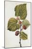 Botanical Study of Mulberry-Jacques Le Moyne De Morgues-Mounted Giclee Print