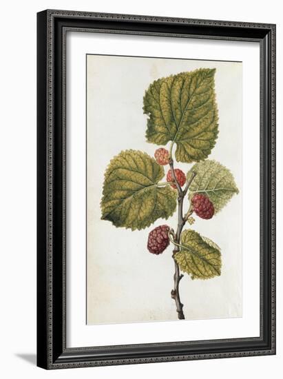 Botanical Study of Mulberry-Jacques Le Moyne De Morgues-Framed Giclee Print