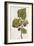 Botanical Study of Mulberry-Jacques Le Moyne De Morgues-Framed Giclee Print