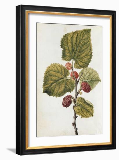 Botanical Study of Mulberry-Jacques Le Moyne De Morgues-Framed Giclee Print