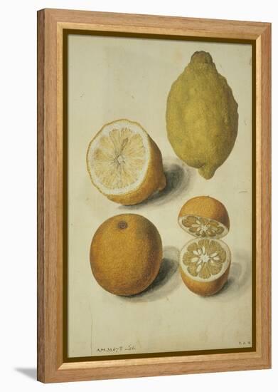 Botanical Study of Oranges and Lemons-Jacques Le Moyne De Morgues-Framed Premier Image Canvas