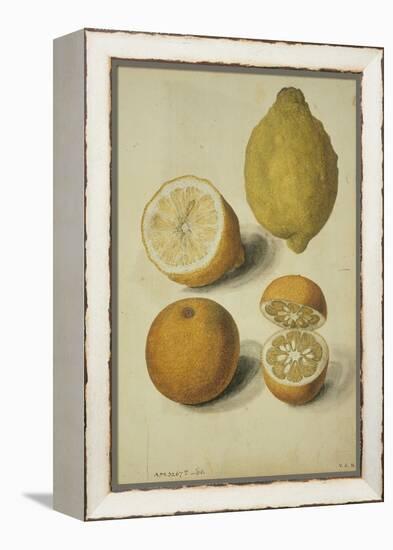 Botanical Study of Oranges and Lemons-Jacques Le Moyne De Morgues-Framed Premier Image Canvas