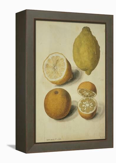 Botanical Study of Oranges and Lemons-Jacques Le Moyne De Morgues-Framed Premier Image Canvas