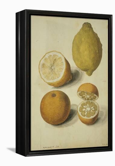 Botanical Study of Oranges and Lemons-Jacques Le Moyne De Morgues-Framed Premier Image Canvas