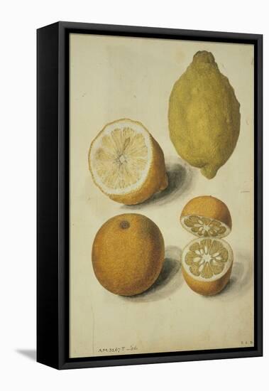 Botanical Study of Oranges and Lemons-Jacques Le Moyne De Morgues-Framed Premier Image Canvas