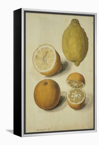 Botanical Study of Oranges and Lemons-Jacques Le Moyne De Morgues-Framed Premier Image Canvas