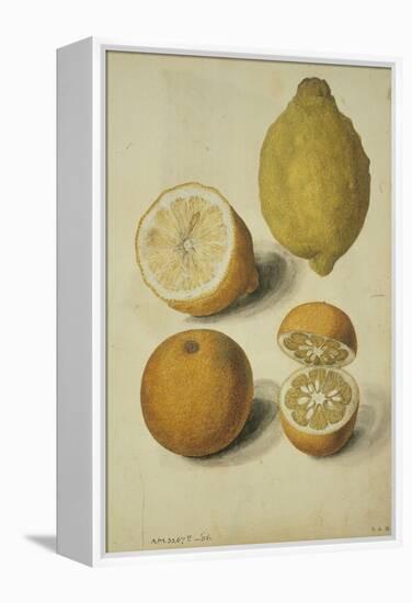 Botanical Study of Oranges and Lemons-Jacques Le Moyne De Morgues-Framed Premier Image Canvas