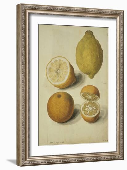 Botanical Study of Oranges and Lemons-Jacques Le Moyne De Morgues-Framed Giclee Print