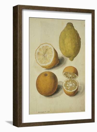 Botanical Study of Oranges and Lemons-Jacques Le Moyne De Morgues-Framed Giclee Print