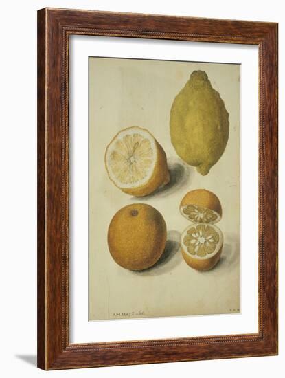 Botanical Study of Oranges and Lemons-Jacques Le Moyne De Morgues-Framed Giclee Print