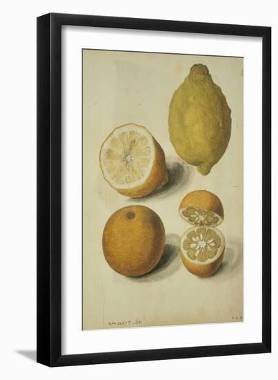 Botanical Study of Oranges and Lemons-Jacques Le Moyne De Morgues-Framed Giclee Print