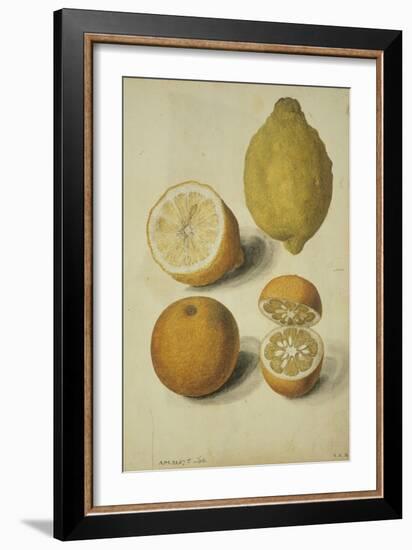 Botanical Study of Oranges and Lemons-Jacques Le Moyne De Morgues-Framed Giclee Print