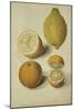 Botanical Study of Oranges and Lemons-Jacques Le Moyne De Morgues-Mounted Giclee Print