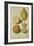 Botanical Study of Oranges and Lemons-Jacques Le Moyne De Morgues-Framed Giclee Print