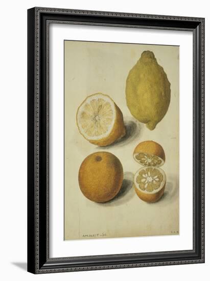 Botanical Study of Oranges and Lemons-Jacques Le Moyne De Morgues-Framed Giclee Print