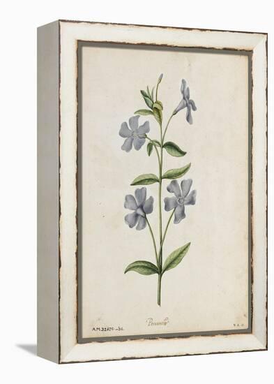 Botanical Study of Periwinkle-Jacques Le Moyne De Morgues-Framed Premier Image Canvas