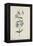Botanical Study of Periwinkle-Jacques Le Moyne De Morgues-Framed Premier Image Canvas