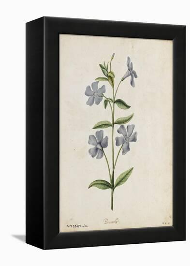 Botanical Study of Periwinkle-Jacques Le Moyne De Morgues-Framed Premier Image Canvas