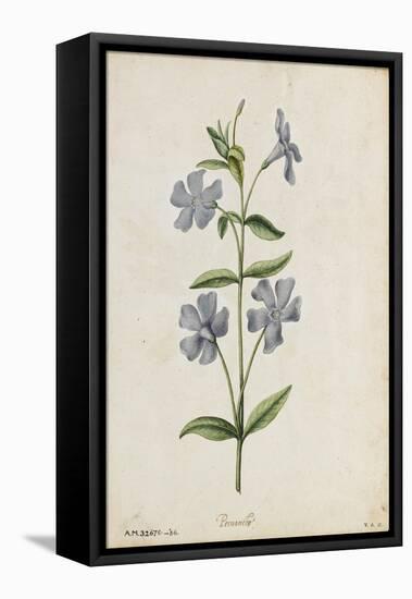 Botanical Study of Periwinkle-Jacques Le Moyne De Morgues-Framed Premier Image Canvas