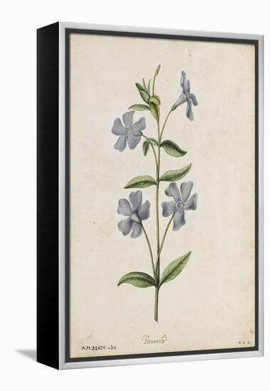 Botanical Study of Periwinkle-Jacques Le Moyne De Morgues-Framed Premier Image Canvas