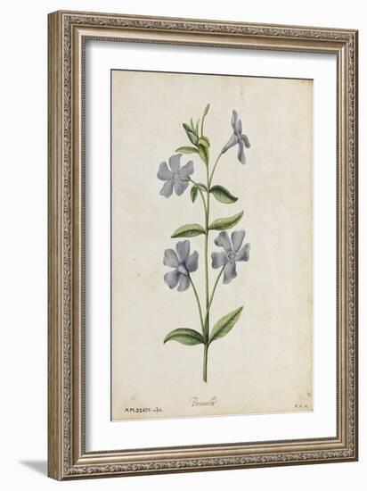 Botanical Study of Periwinkle-Jacques Le Moyne De Morgues-Framed Giclee Print